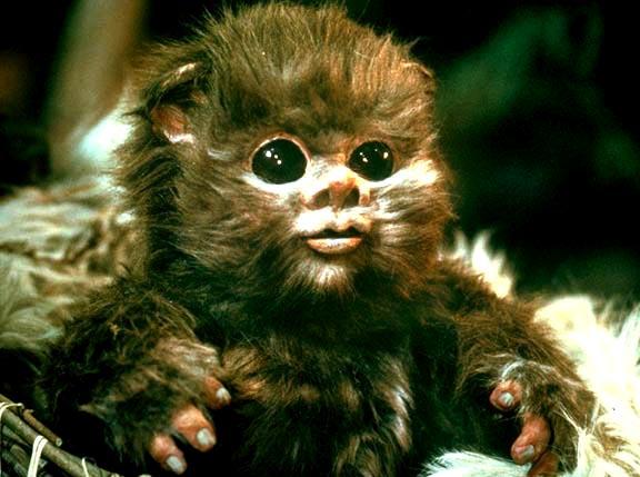 Baby Yoda en la guardería