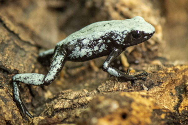 Parques de Disney son un refugio de ranas